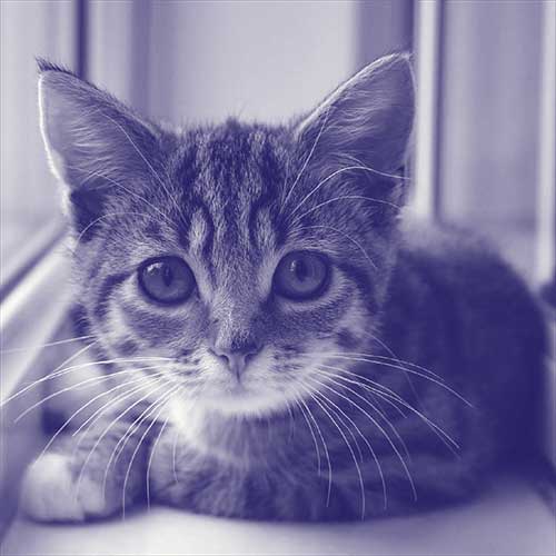 Portrait of Cat Winslet